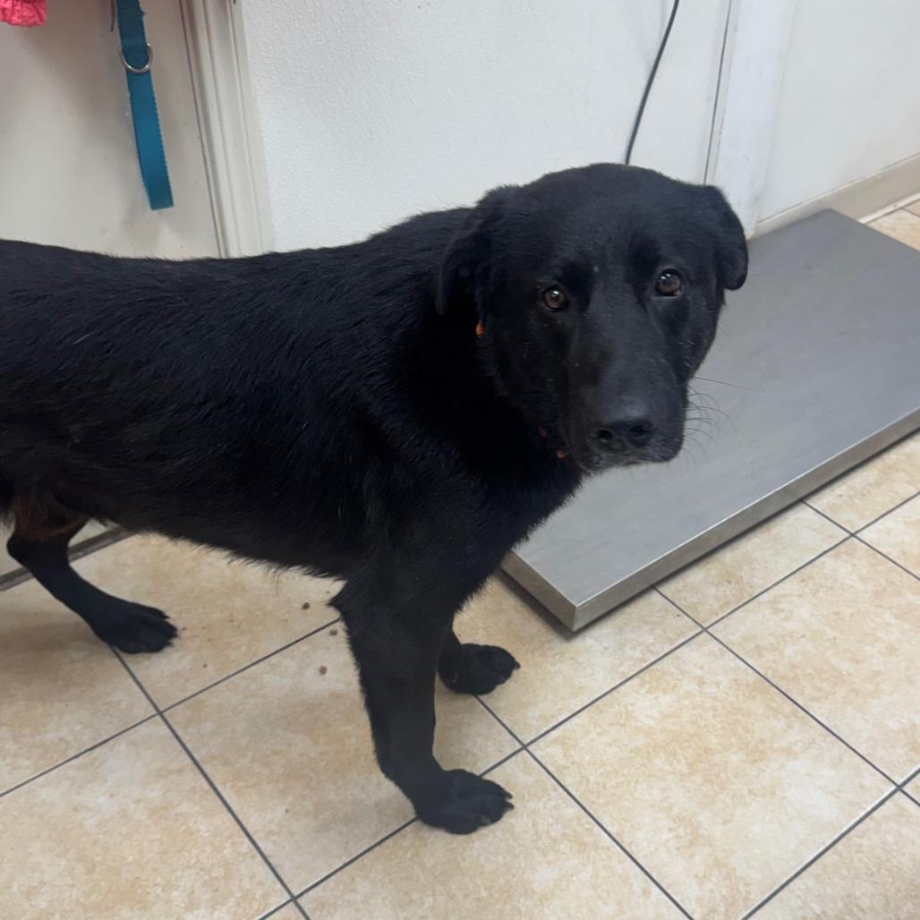 Jey, a Adoptable Labrador Retriever in Pekin, IL image 6/6