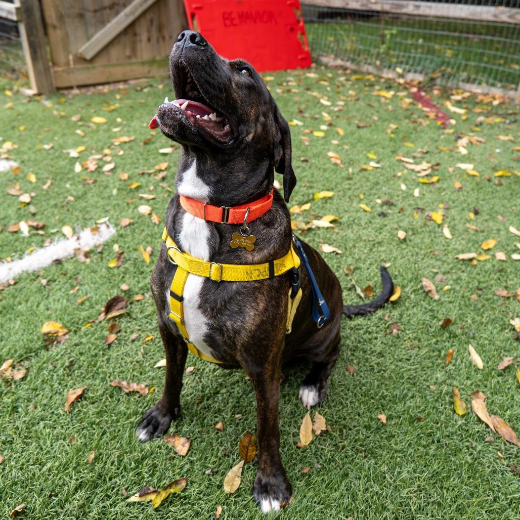 Enlarge Marleigh May, a Adoptable mixed breed in Baltimore, MD image 2/6