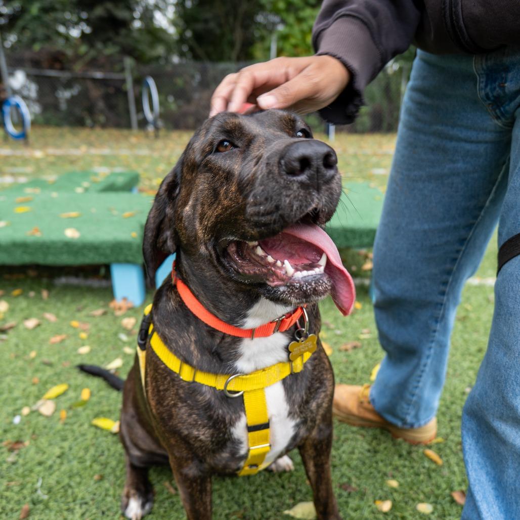 Enlarge Marleigh May, a Adoptable mixed breed in Baltimore, MD image 3/6