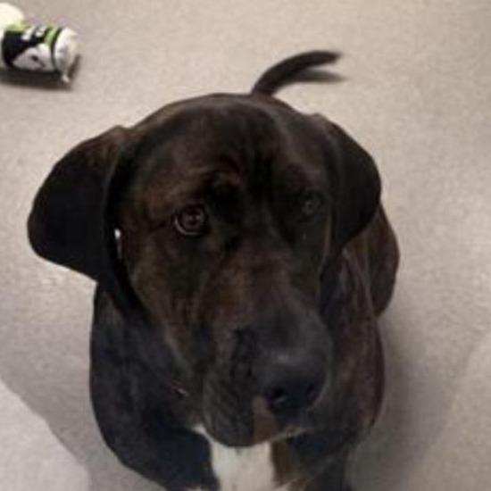 Enlarge Marleigh May, a Adoptable mixed breed in Baltimore, MD image 4/6