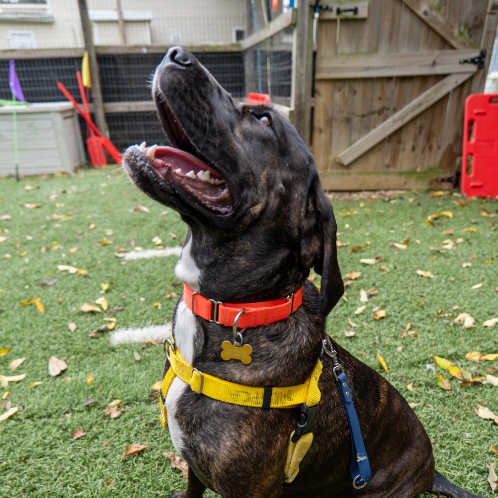 Enlarge Marleigh May, a Adoptable mixed breed in Baltimore, MD image 5/6