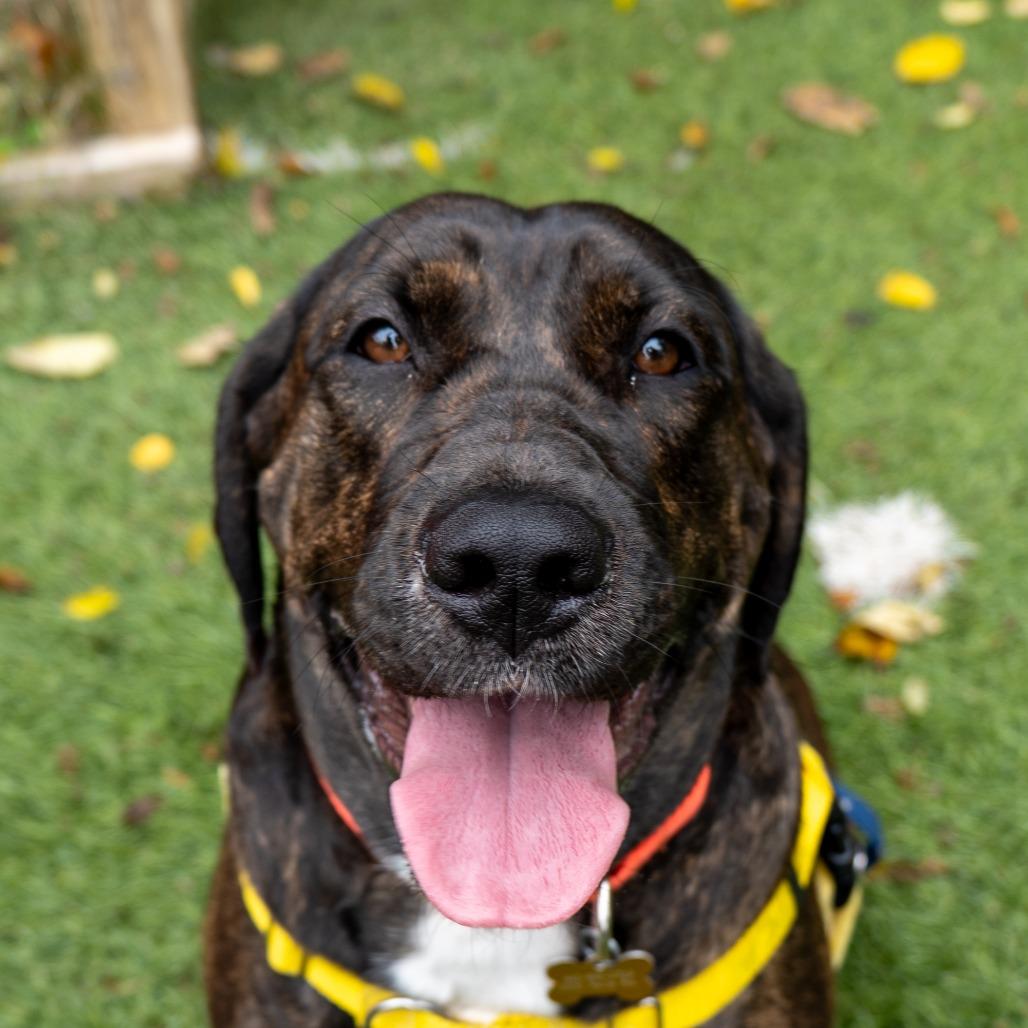 Enlarge Marleigh May, a Adoptable mixed breed in Baltimore, MD image 6/6