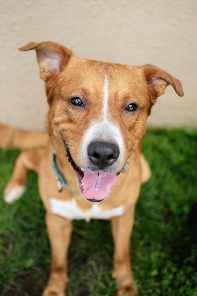 Big Red, Adoptable, Adult Male Golden Retriever & Labrador Retriever.