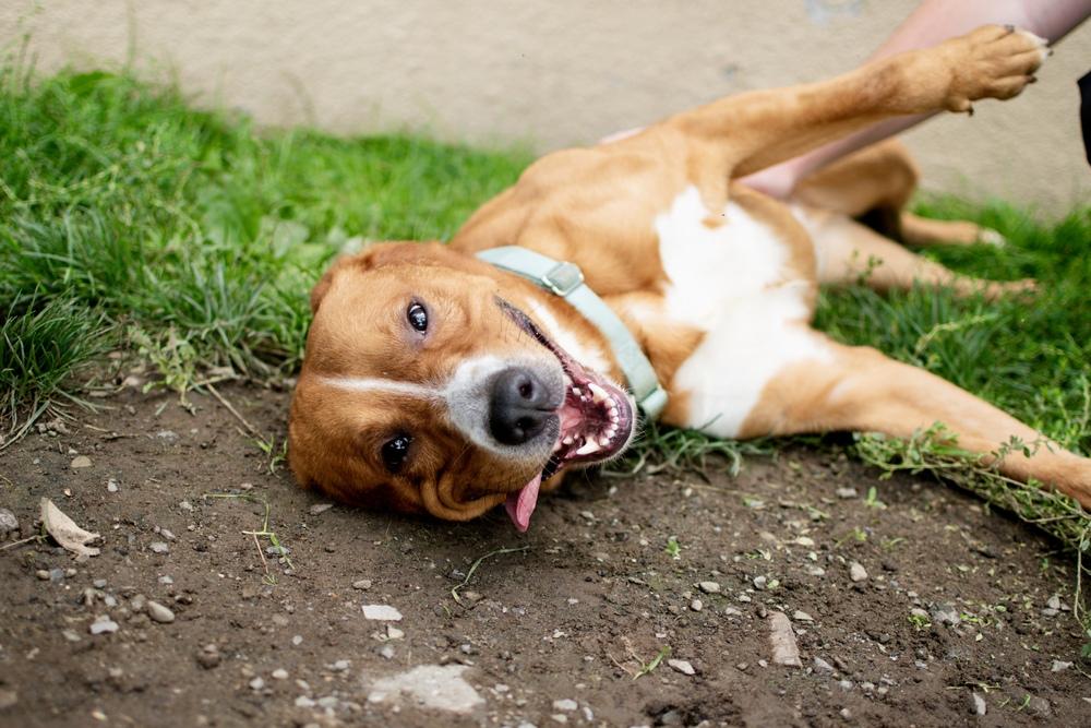 Enlarge Big Red, a Adoptable mixed breed in Frankfort, NY image 2/5