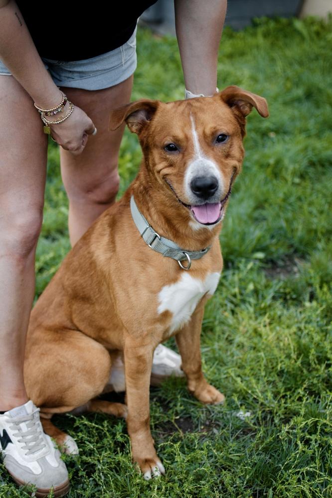 Enlarge Big Red, a Adoptable mixed breed in Frankfort, NY image 3/5