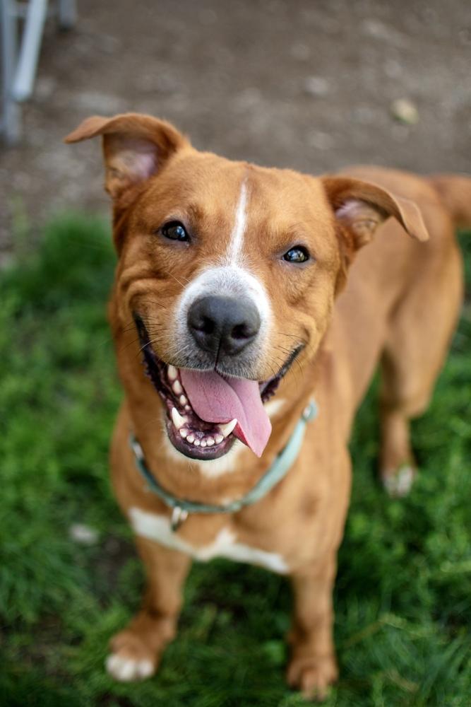 Enlarge Big Red, a Adoptable mixed breed in Frankfort, NY image 4/5