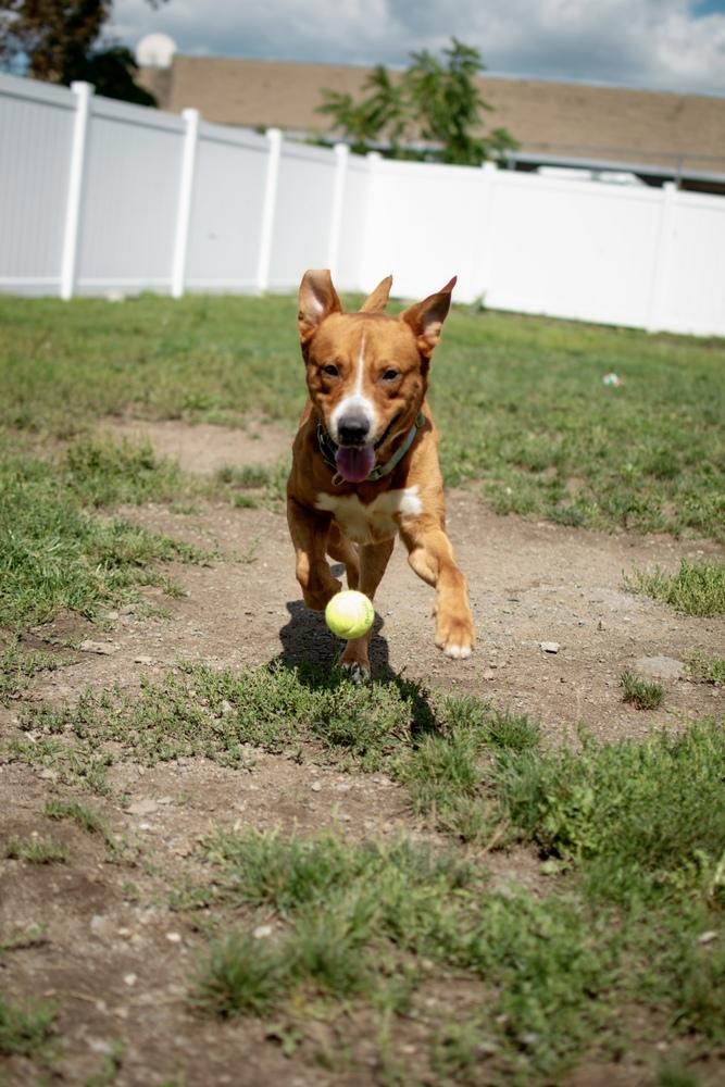 Enlarge Big Red, a Adoptable mixed breed in Frankfort, NY image 5/5