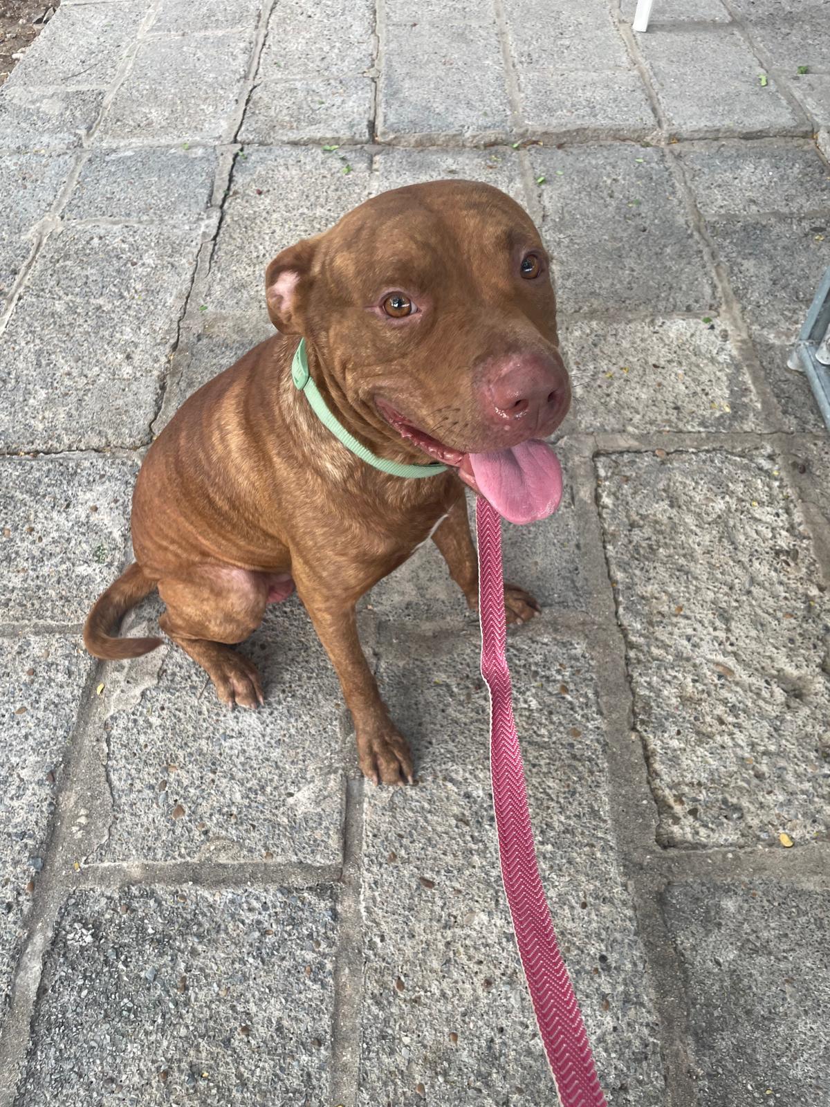 Copper, Adoptable, Adult Male American Bully.