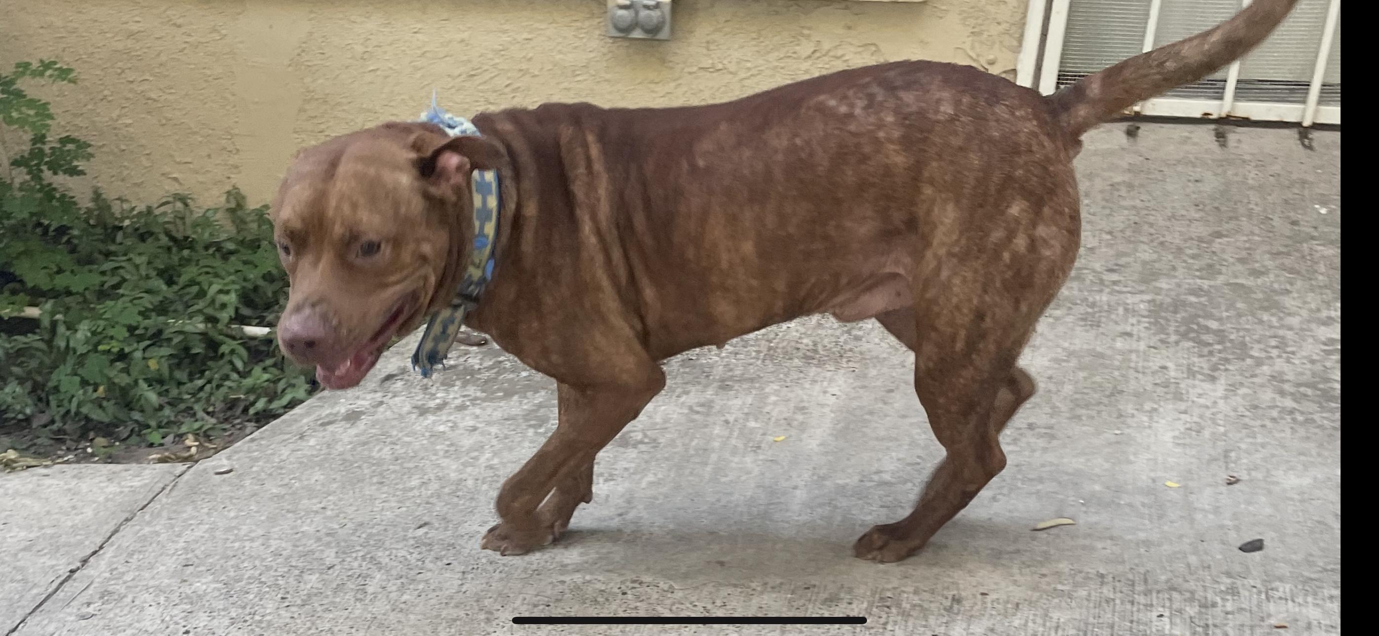 Enlarge Copper, a Adoptable mixed breed in Massillon, OH image 3/5