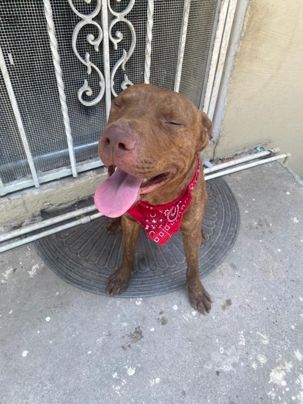 Enlarge Copper, a Adoptable mixed breed in Massillon, OH image 4/5