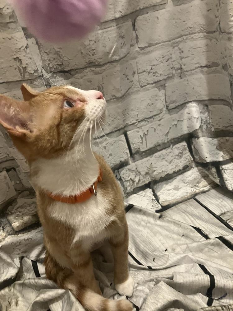 ORANGES, Adoptable, Kitten Female Domestic Short Hair.