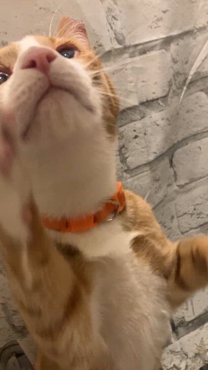 Enlarge ORANGES, a Adoptable Domestic Short Hair in Salisbury, NC video 2/2