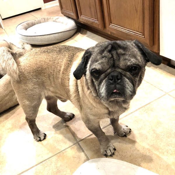 Jerry, Adoptable, Adult Male Pug.