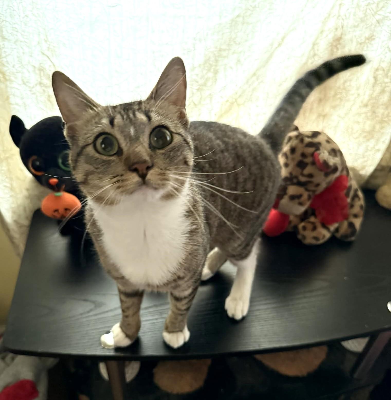 Geo, an adopted mixed breed in Bridgeport, CT image 2/2