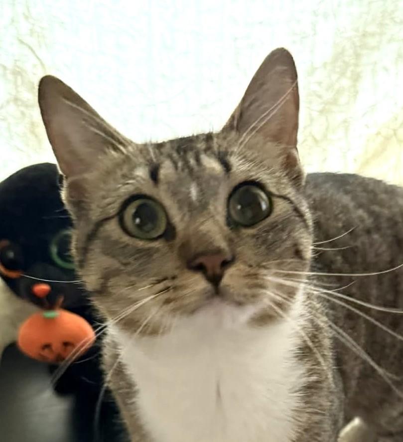Geo, adopted, Young Male Domestic Short Hair.