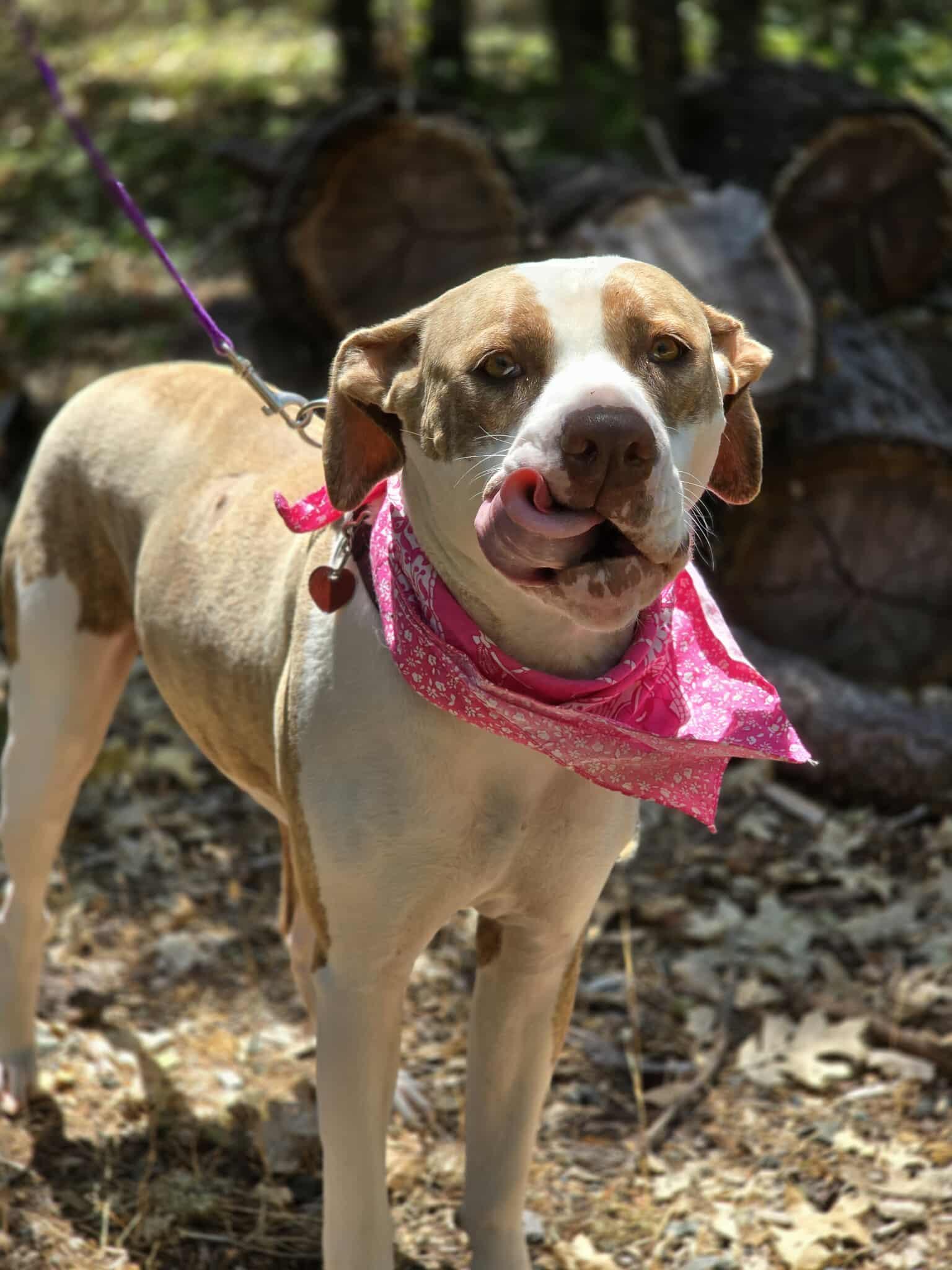 Trinity, an adoptable Pit Bull Terrier in Grants Pass, OR, 97526 | Photo Image 4