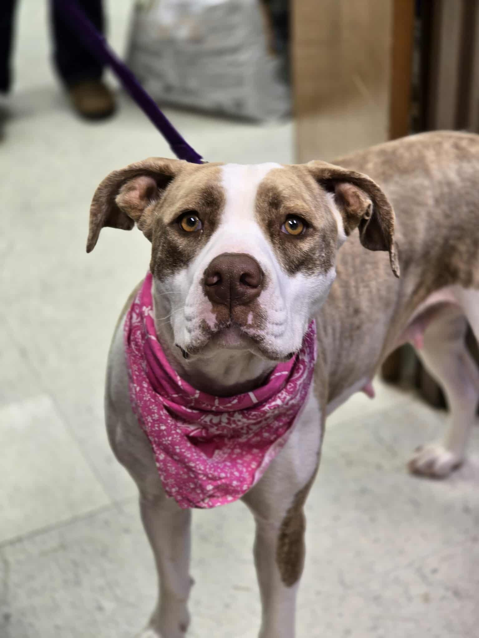 Trinity, an adoptable Pit Bull Terrier in Grants Pass, OR, 97526 | Photo Image 5