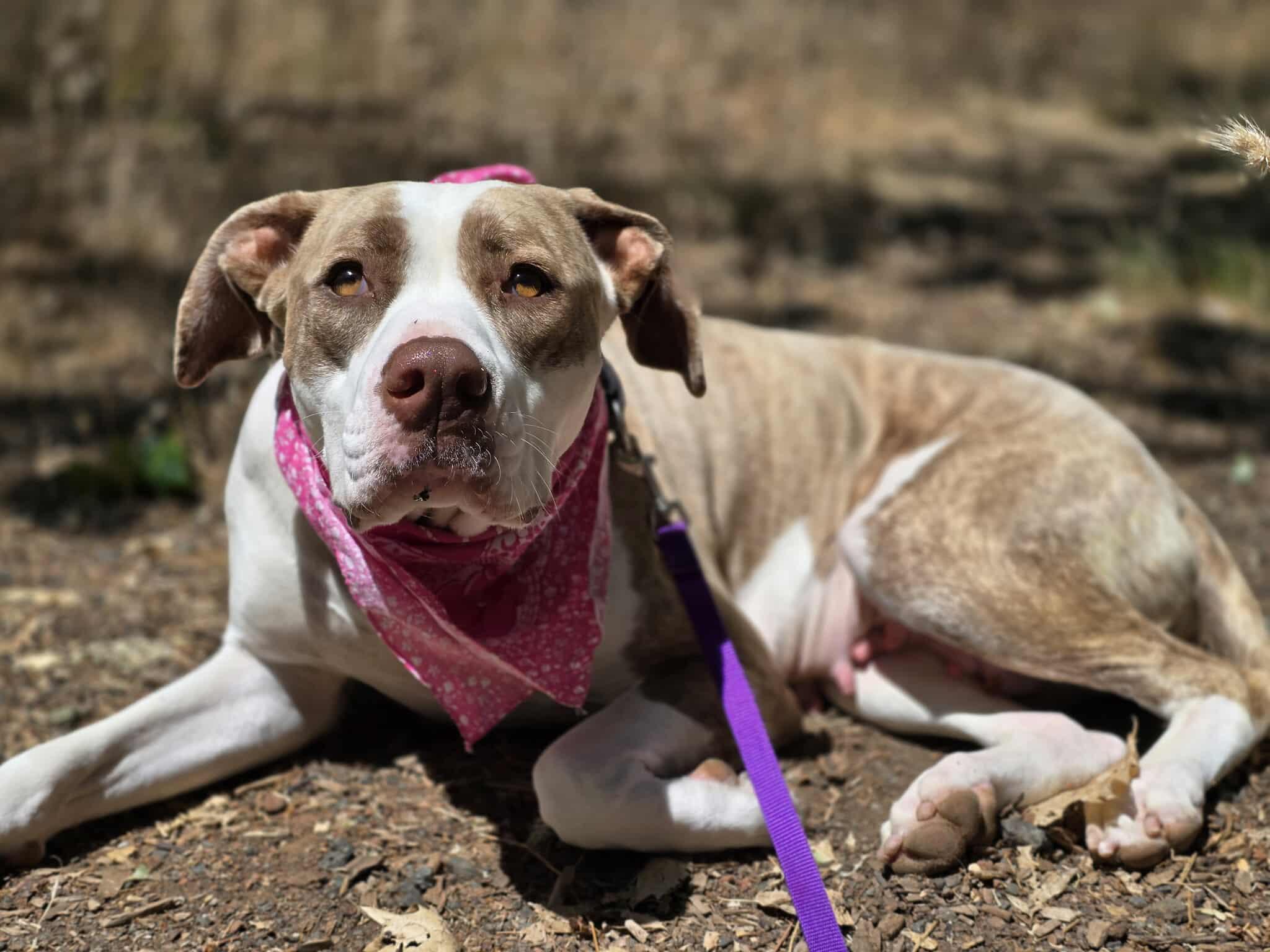 Trinity, an adoptable Pit Bull Terrier in Grants Pass, OR, 97526 | Photo Image 1