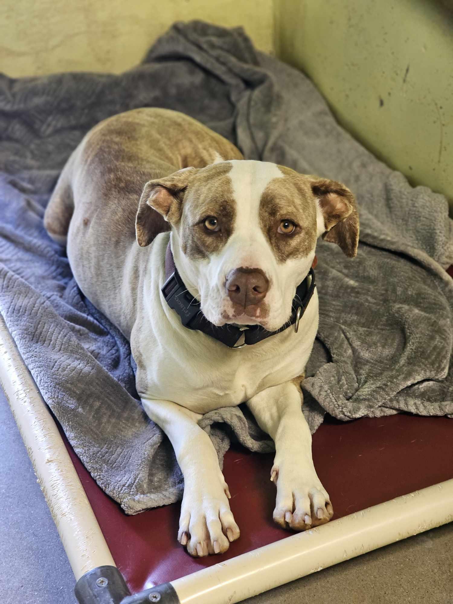 Trinity, an adoptable Pit Bull Terrier in Grants Pass, OR, 97526 | Photo Image 3