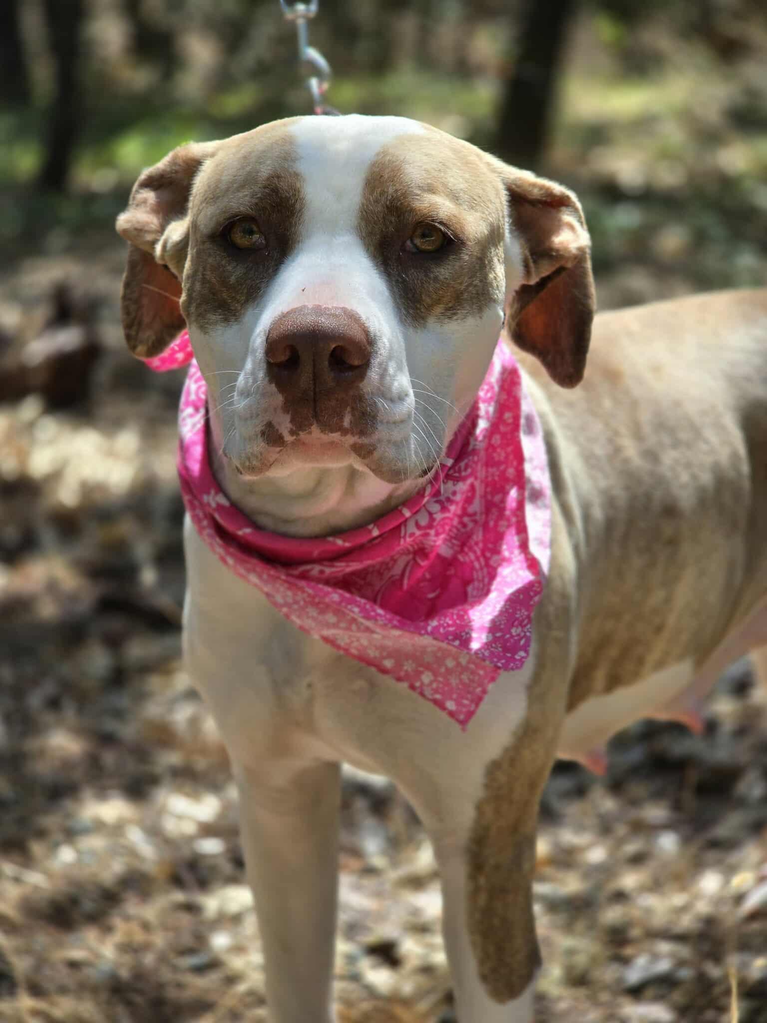 Trinity, an adoptable Pit Bull Terrier in Grants Pass, OR, 97526 | Photo Image 6
