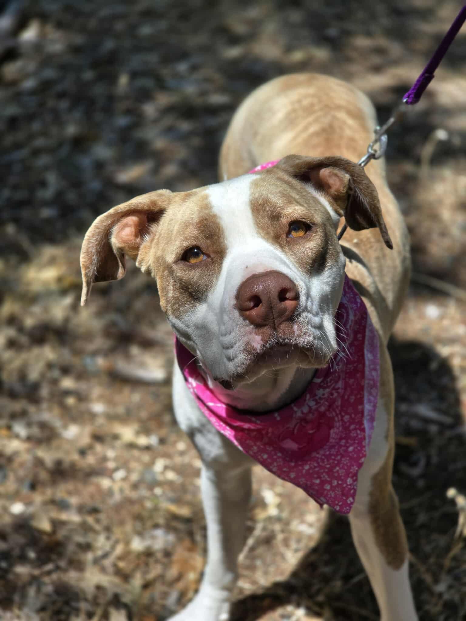 Trinity, an adoptable Pit Bull Terrier in Grants Pass, OR, 97526 | Photo Image 2