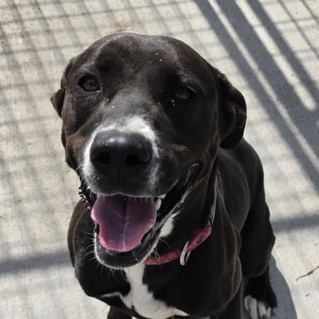 Hailey, Adoptable, Young Female Mixed Breed.