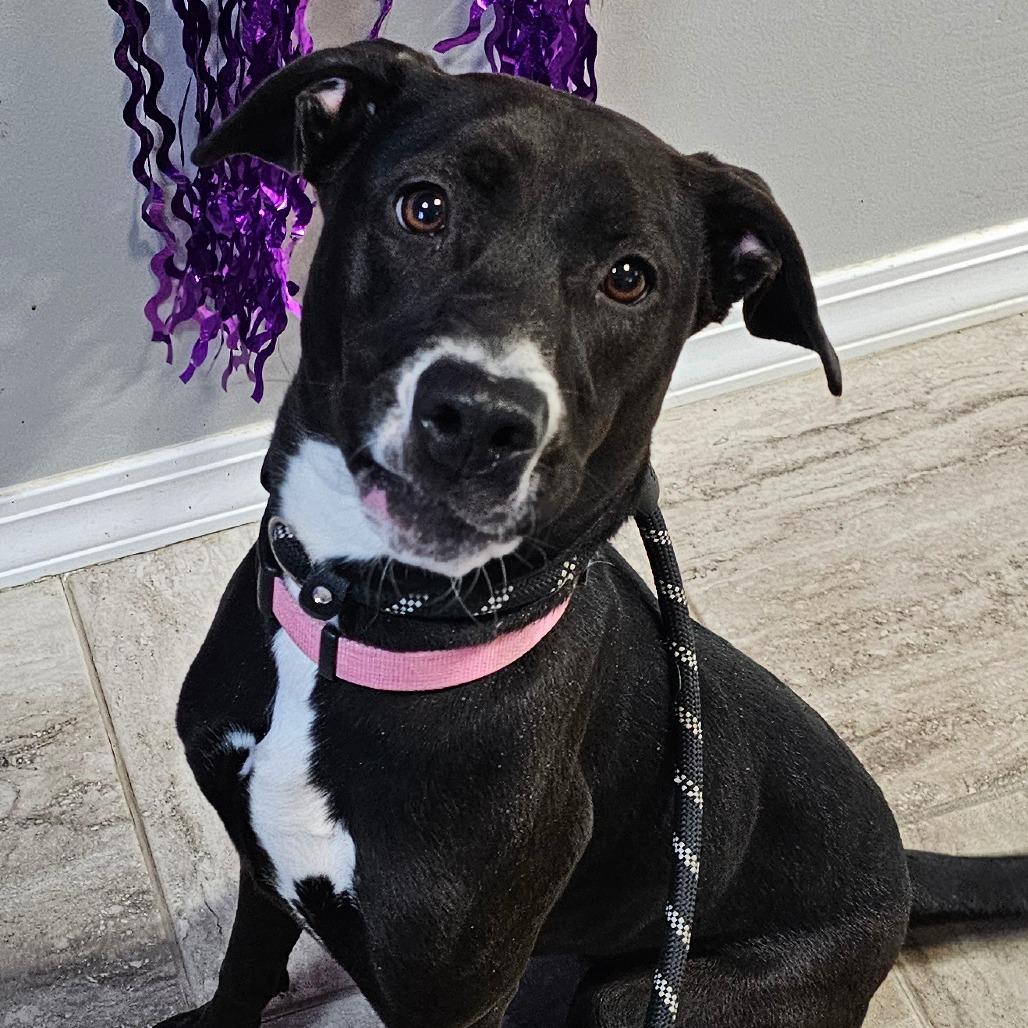 Hailey, Adoptable, Young Female Mixed Breed.
