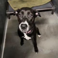 Enlarge Hailey, a Adoptable Mixed Breed in Grinnell, IA image 2/2