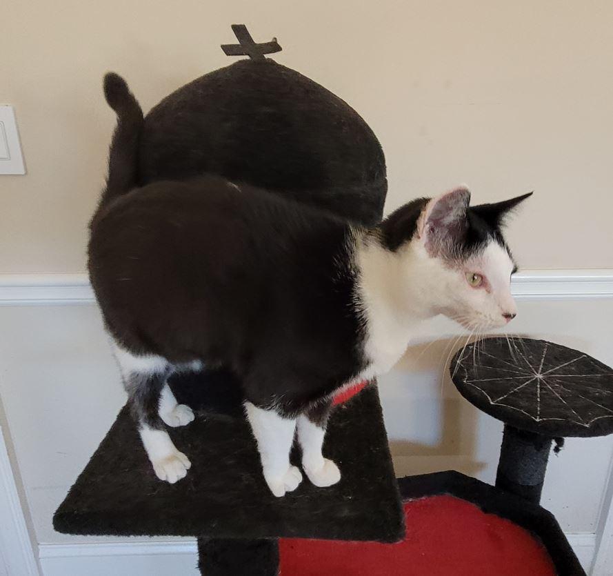 Noel, a Adoptable American Shorthair in Easley, SC image 4/5