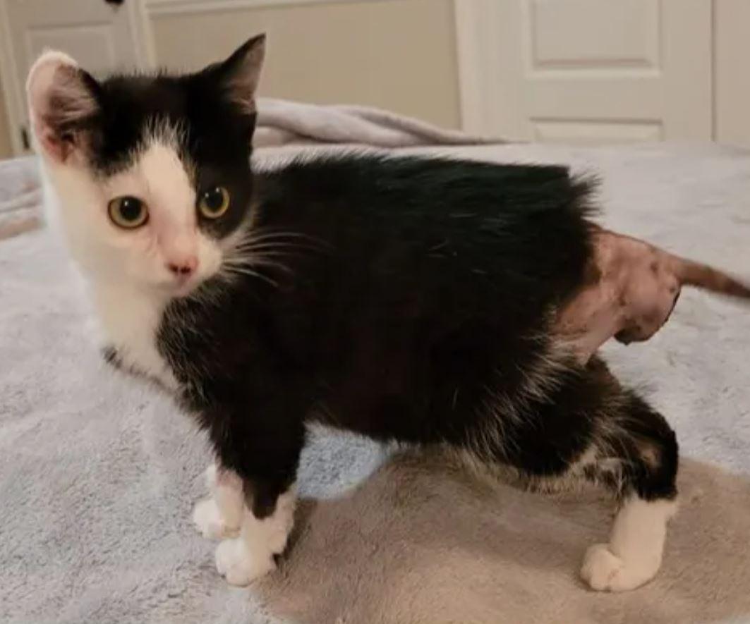 Noel, a Adoptable American Shorthair in Easley, SC image 5/5