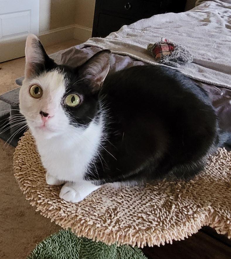 Noel, a Adoptable American Shorthair in Easley, SC image 2/5