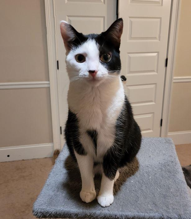 Noel, a Adoptable American Shorthair in Easley, SC image 1/5