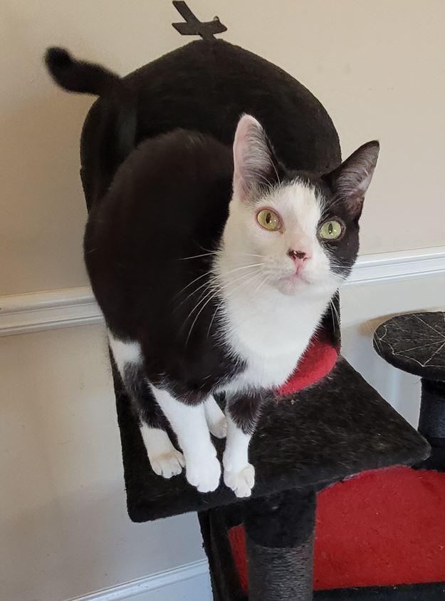 Noel, a Adoptable American Shorthair in Easley, SC image 3/5