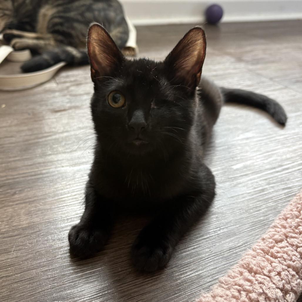 Crepe Traintrack-ML, Adoptable, Kitten Female Domestic Short Hair.