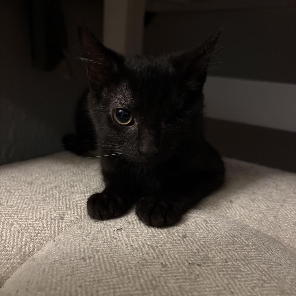 Crepe Traintrack-ML, a Adoptable Domestic Short Hair in Tallahassee, FL image 3/4