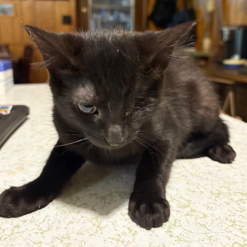 Crepe Traintrack-ML, a Adoptable Domestic Short Hair in Tallahassee, FL image 4/4