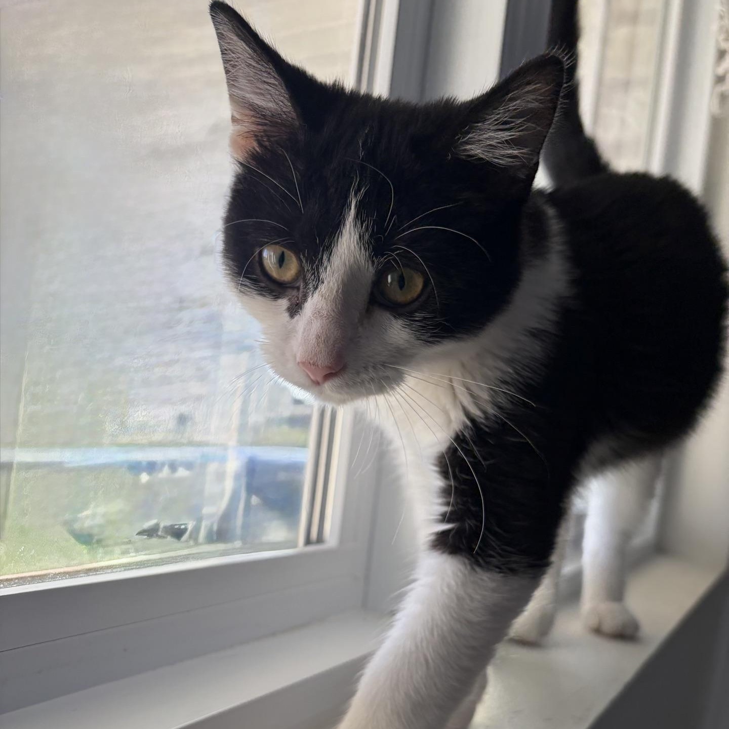 Enlarge Bo-peep...no sheep needed, Bo-Peep just needs you, a Adoptable Domestic Short Hair in Murfreesboro, TN image 4/6