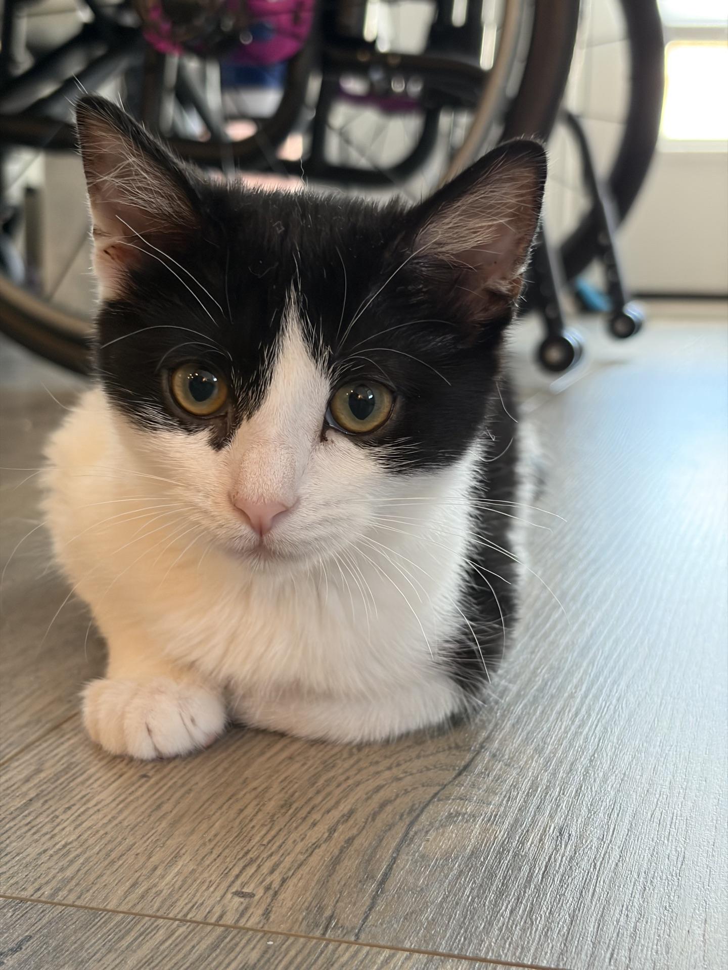 Enlarge Bo-peep...no sheep needed, Bo-Peep just needs you, a Adoptable Domestic Short Hair in Murfreesboro, TN image 5/6