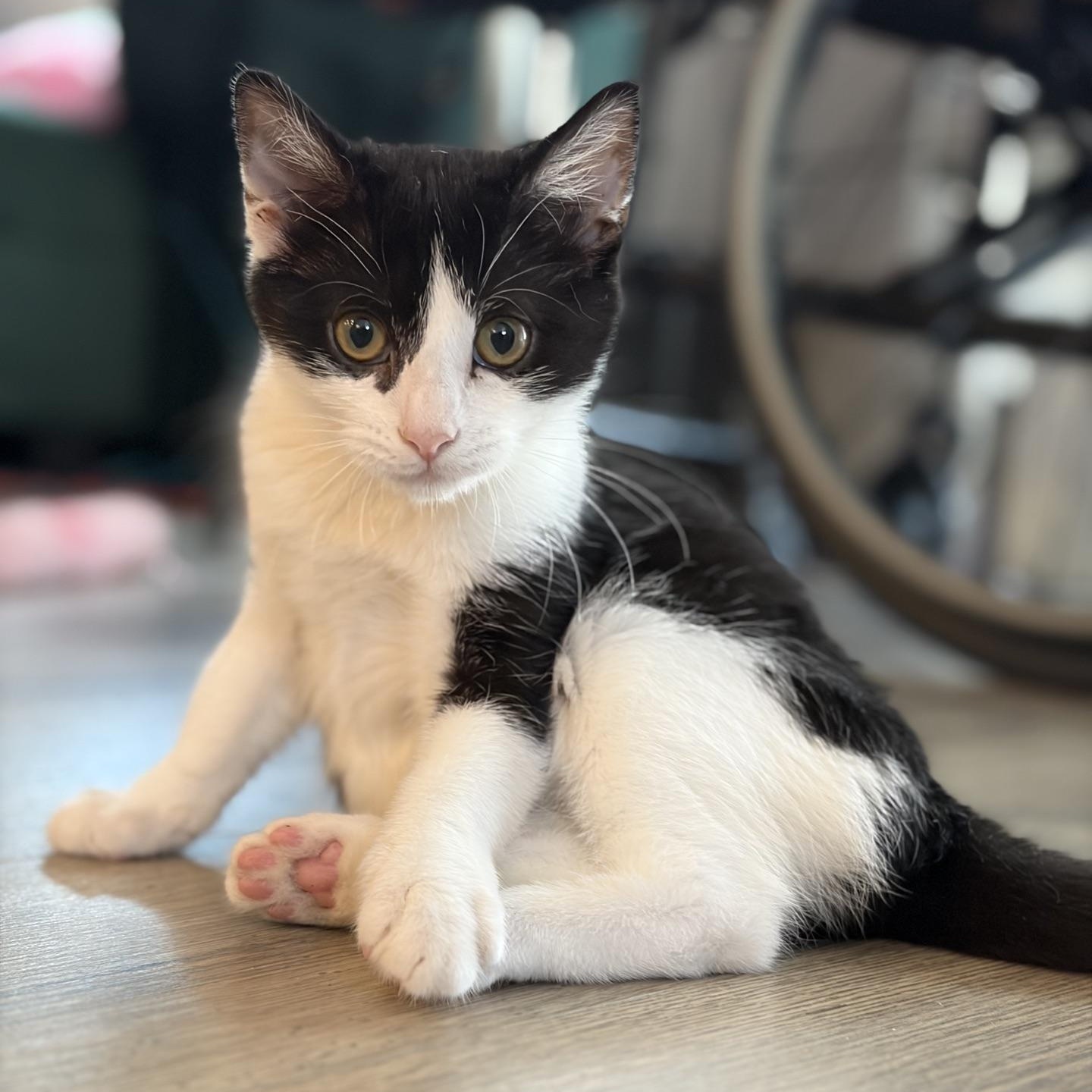 Bo-peep...no sheep needed, Bo-Peep just needs you, Adoptable, Kitten Female Domestic Short Hair.