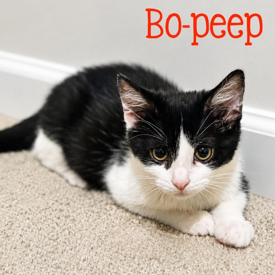 Enlarge Bo-peep...no sheep needed, Bo-Peep just needs you, a Adoptable Domestic Short Hair in Murfreesboro, TN image 2/6
