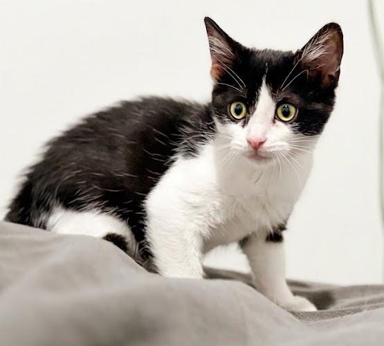 Enlarge Bo-peep...no sheep needed, Bo-Peep just needs you, a Adoptable Domestic Short Hair in Murfreesboro, TN image 3/6