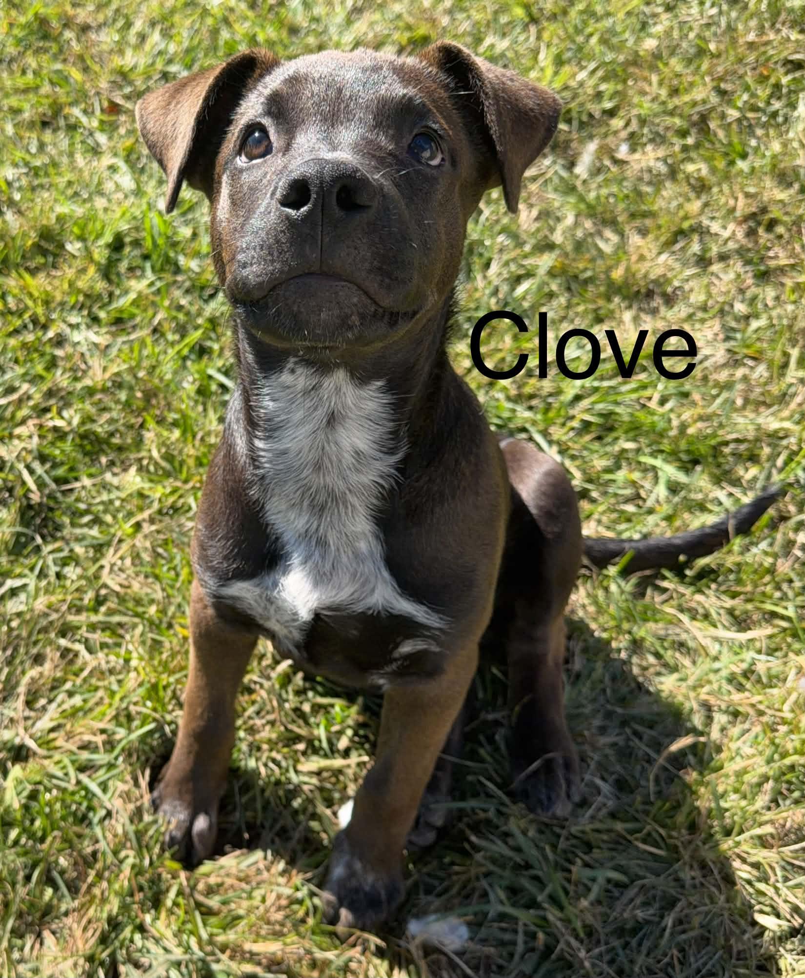 Enlarge Clove, a Adoptable mixed breed in Succasunna, NJ image 1/1