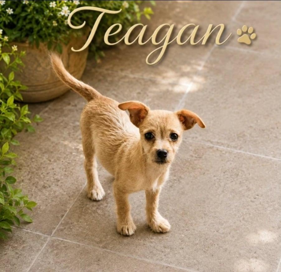 Teagan, Adoptable, Puppy Female Chihuahua & Terrier.