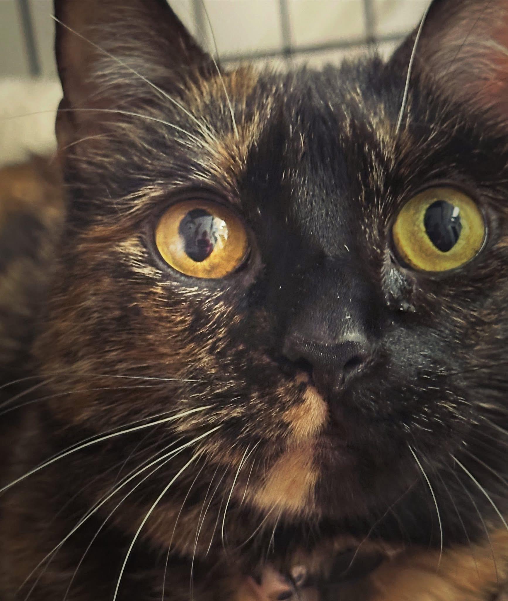Enlarge Dori , a ADOPTABLE Tortoiseshell in Canton, MA image 2/3