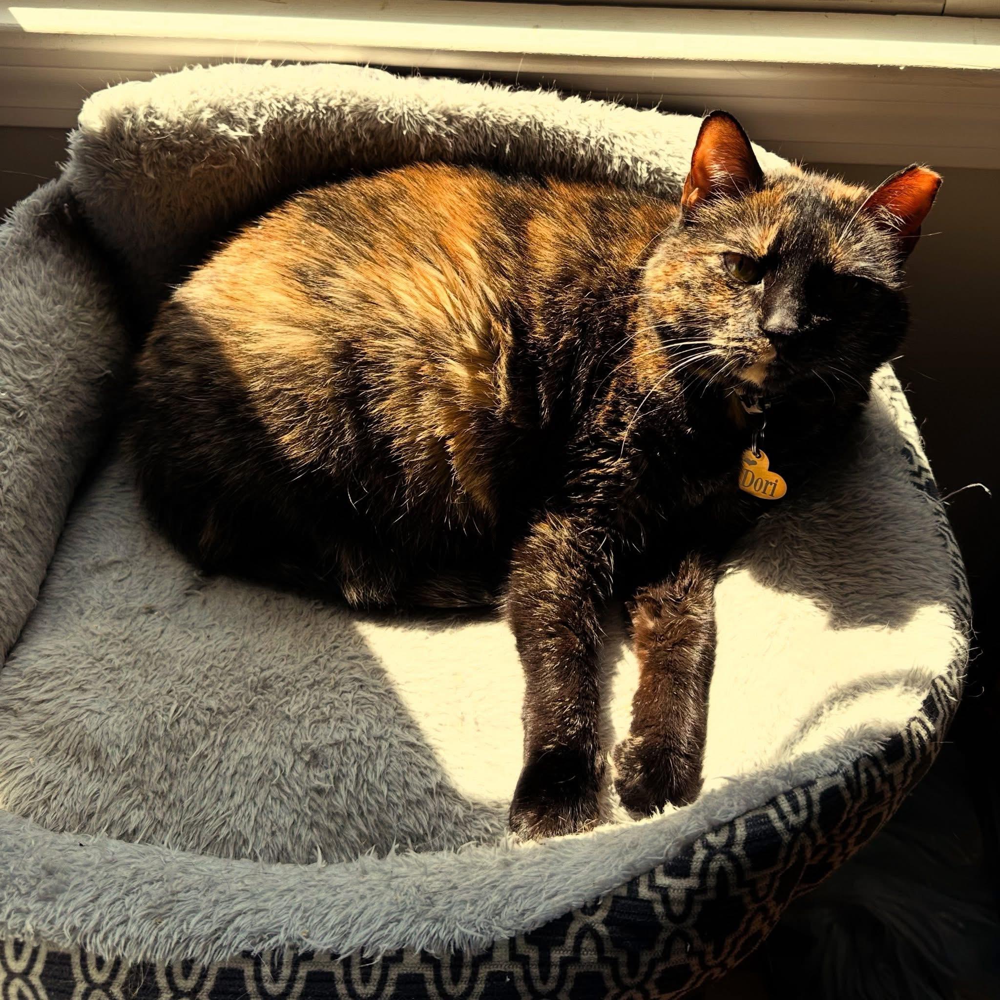Enlarge Dori , a ADOPTABLE Tortoiseshell in Canton, MA image 3/3