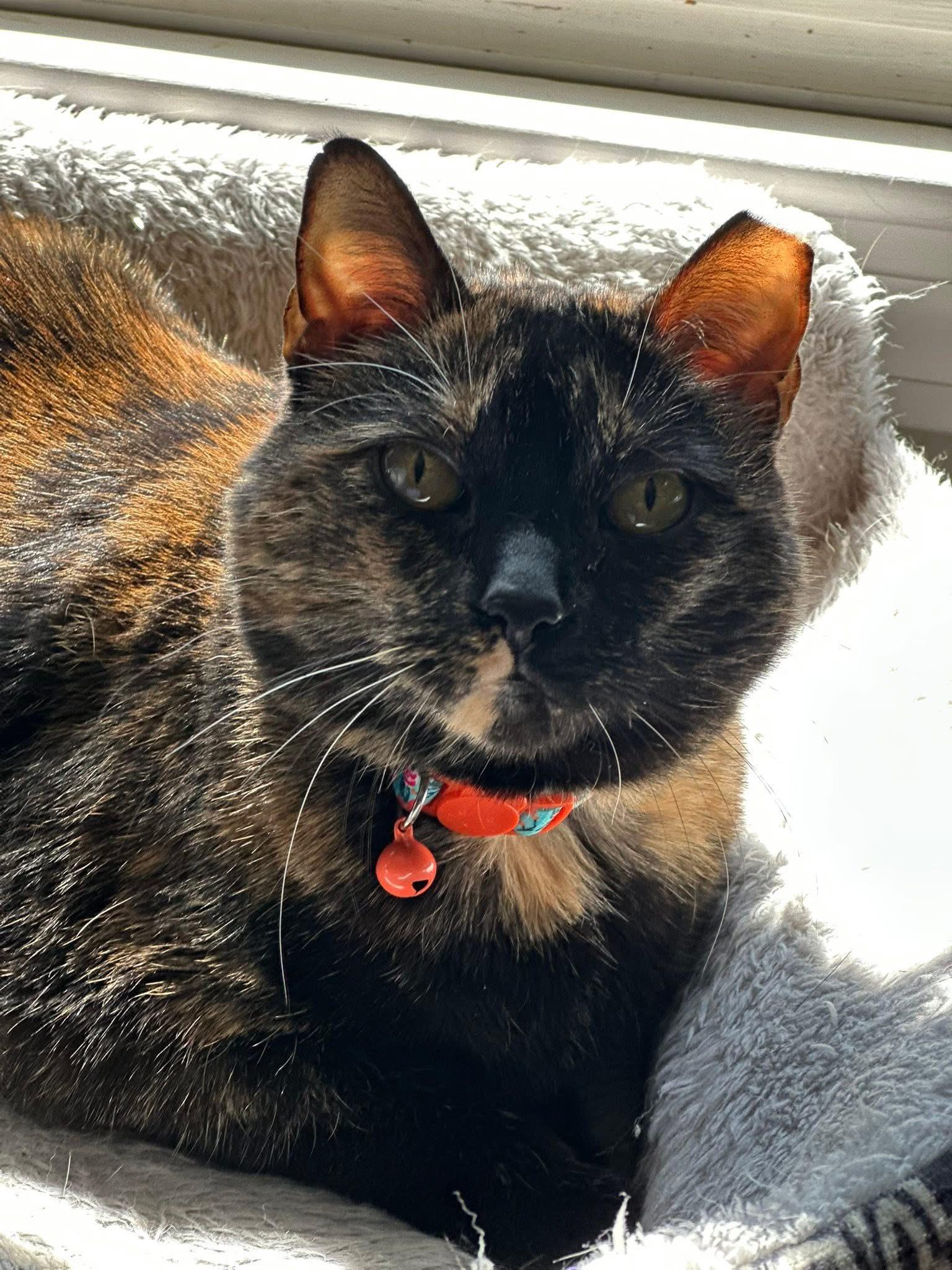 Dori , ADOPTABLE, Senior Female Tortoiseshell.