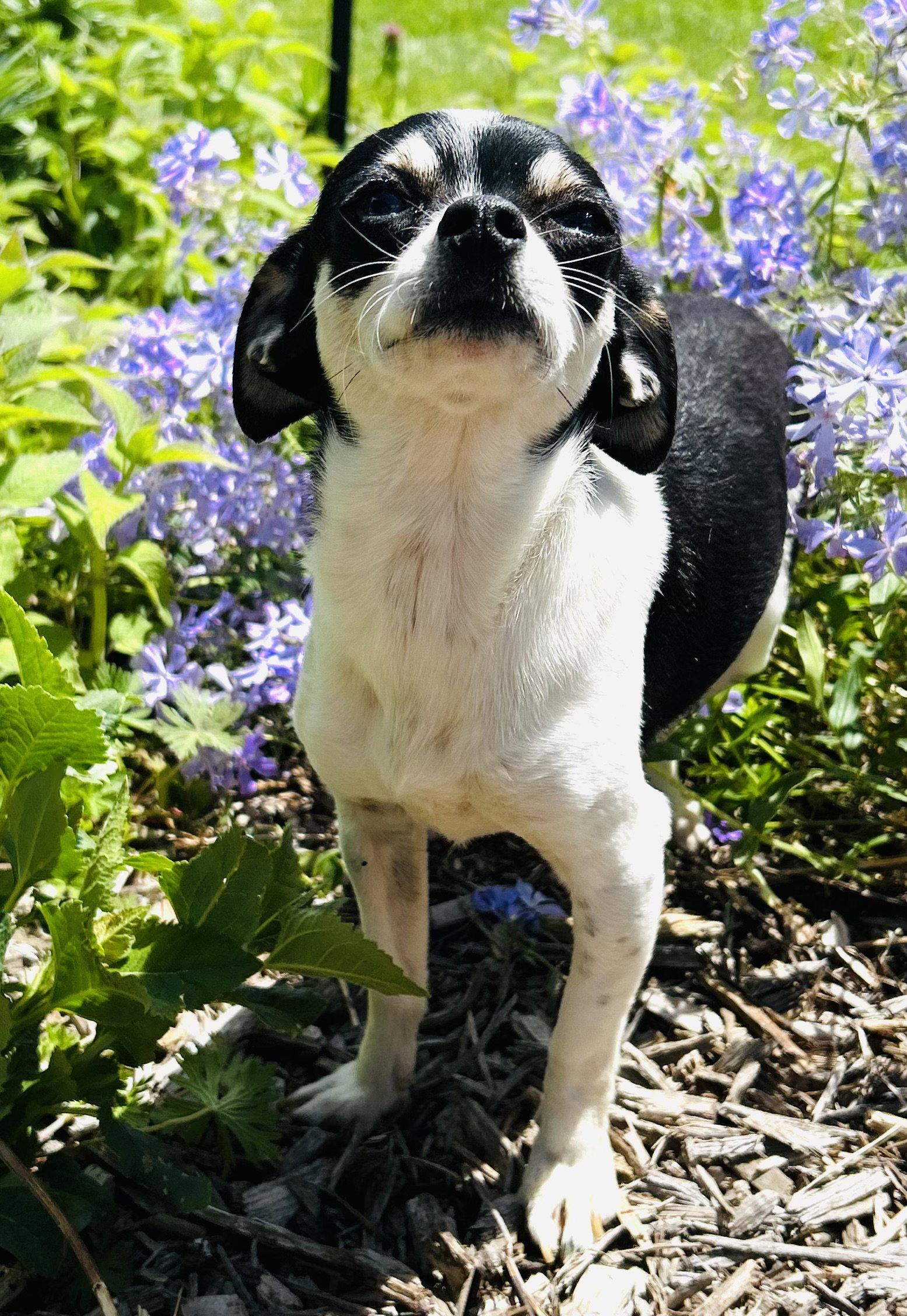 Biscuit, Adoptable, Young Female Chihuahua & Dachshund.