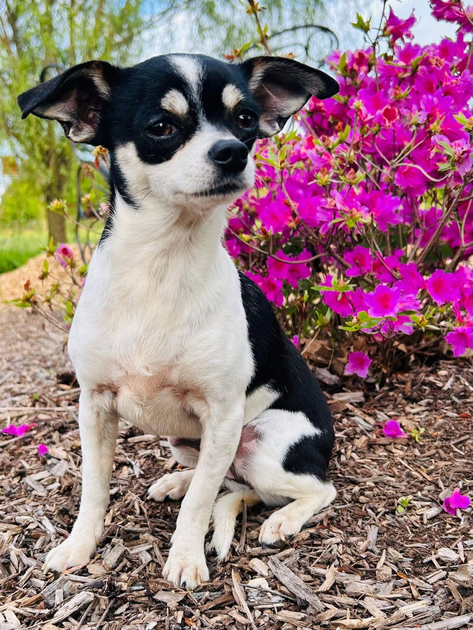 Biscuit, a Adoptable mixed breed in Elizabethtown, PA image 2/3