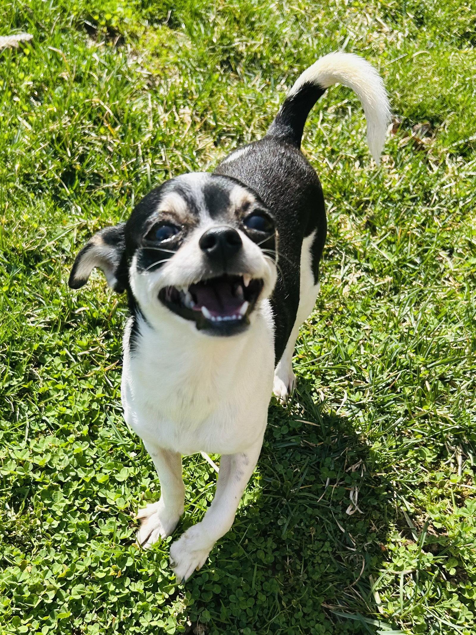 Biscuit, Adoptable, Young Female Chihuahua & Dachshund.