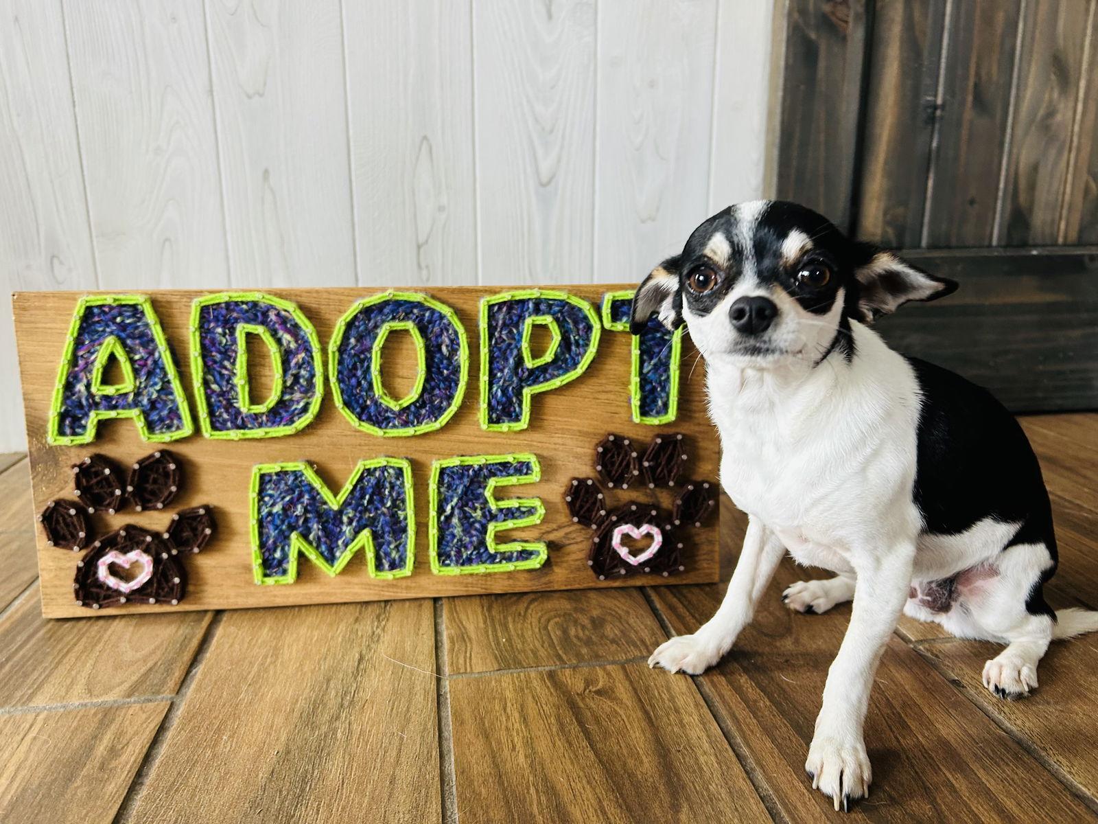 Biscuit, Adoptable, Young Female Chihuahua & Dachshund.